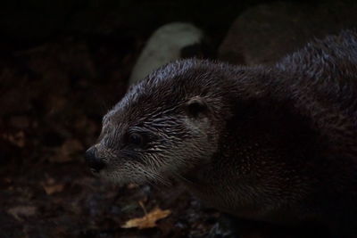Close-up of gorilla at night