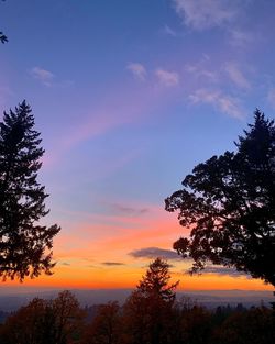 Low angle view of silhouette tree against sky during sunset