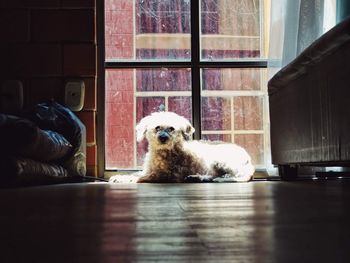 Dog sitting by window at home