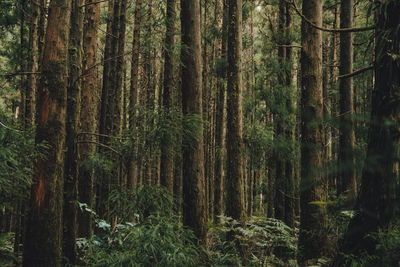 Pine trees in forest