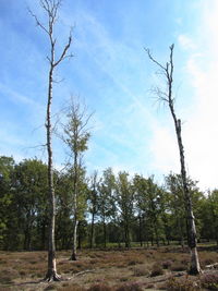 Low angle view of trees on field against sky