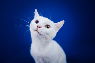 Close-up portrait of white cat against blue background