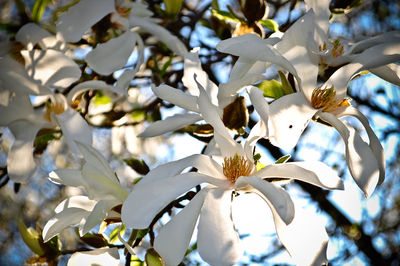 Close-up of white cherry blossoms blooming outdoors