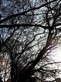 Low angle view of bare trees against sky