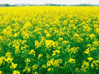 Yellow flowers growing in field