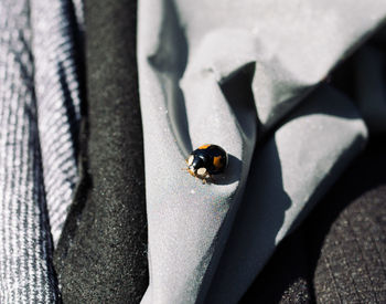 High angle view of ladybug on leaf