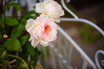 Close-up of white rose