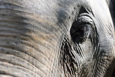 Close-up of elephant