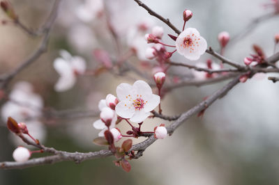 Close-up of white cherry blossoms blooming outdoors