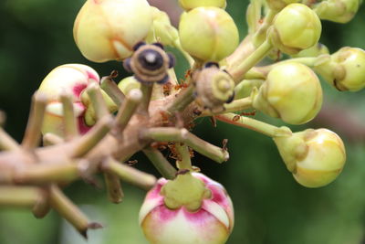 Close-up of berries growing on plant