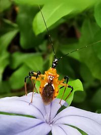 Close-up of insect on purple flower