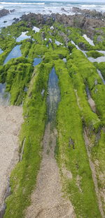 High angle view of plants growing on land