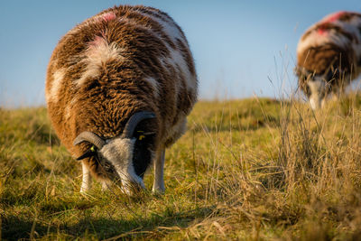 Close-up of horse on field against clear sky