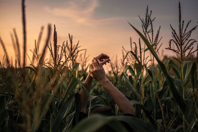 Close-up of crops growing on field against sky