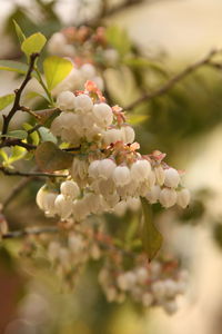 Close-up of flowering tree in bloom