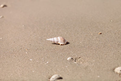 White tibia shell tibia fusus on the sand on the beach.