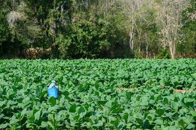 Farmer working amidst plants in farm