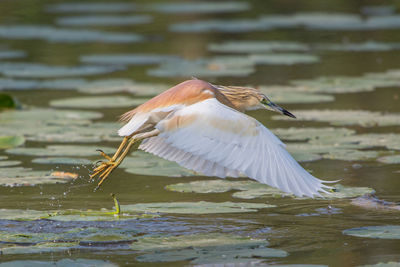 Squacco heron in flight, ardeola ralloides, po valley, italy