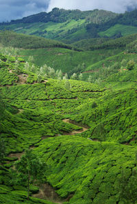 Scenic view of agricultural field