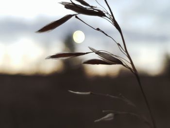 Close-up of plant on field against sky