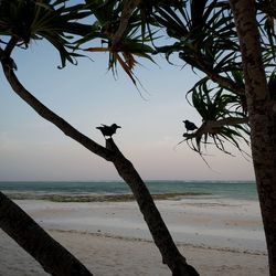 View of bird on beach against sky