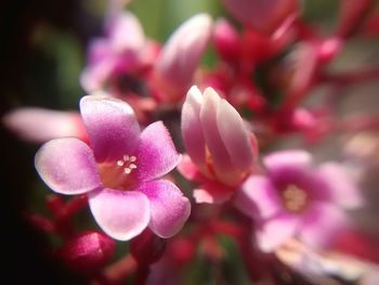 Close-up of flowers blooming outdoors