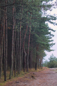 Dirt road amidst trees in forest