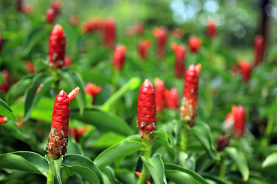 Close-up of red flowering plant