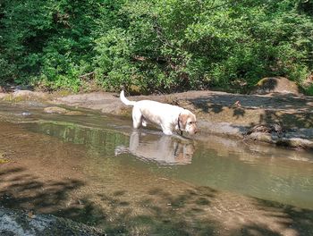 View of dog drinking water from lake