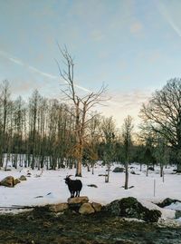 Bare trees on snow field against sky during winter