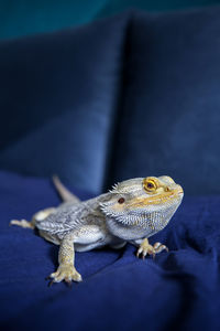 Bearded dragon posing