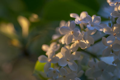 Close-up of white flowering plant