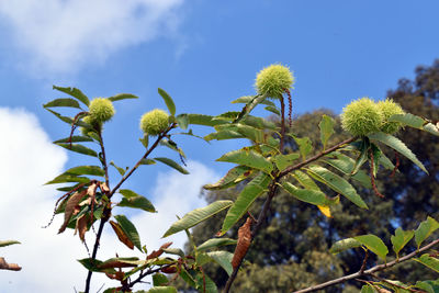 Low angle view of plant against sky