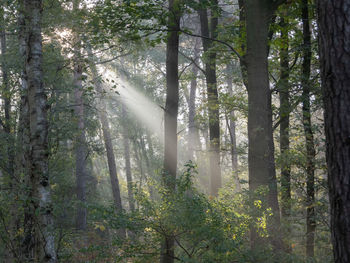 Sunlight streaming through trees in forest