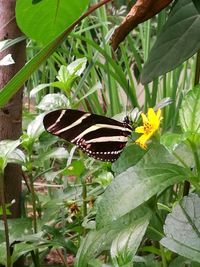 Close-up of butterfly perching on plant