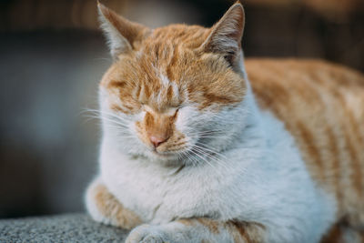 Close-up of cat sitting