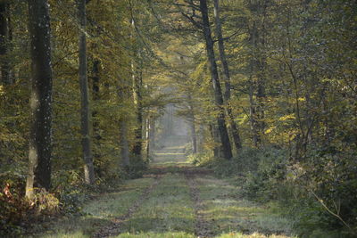 Dirt road amidst trees in forest