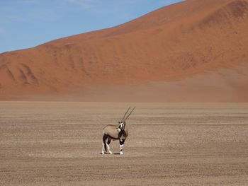 Oryx standing on sand dune in desert