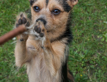 Close-up portrait of puppy