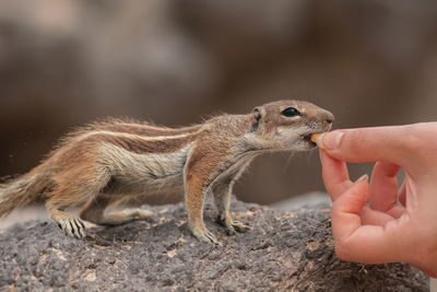 Close-up of hand holding squirrel