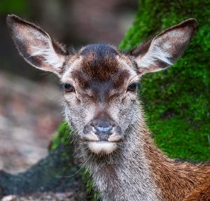 Close-up portrait of deer