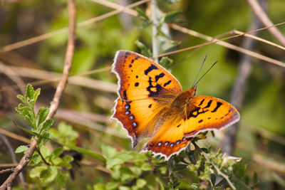 Butterfly pollinating flower