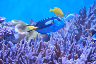 View of fish swimming in sea