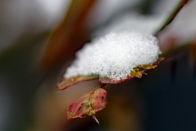 Close-up of snow on plant during winter