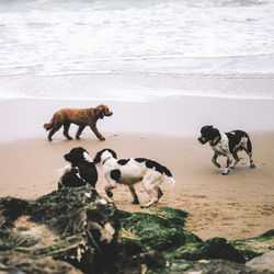 Dogs on beach