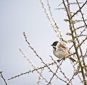 Low angle view of bird perching on tree