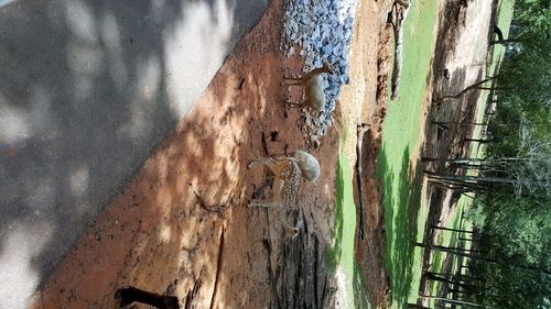 Close-up of wet window against trees