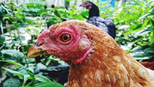 Close-up of a bird