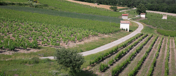 High angle view of vineyard