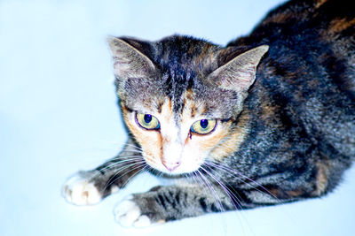 Close-up portrait of a cat